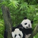 판다곰 이미지