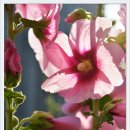 천안신촌초등학교 이미지