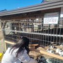 초원목장 | 춘천여행: 해피한 해피 초원 목장후기