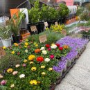 봄앤봄 플라워 카페 이미지