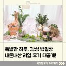 피오레세탁 | [육아템 리뷰] 셀프백일상대여 고민 끝! 피오레테이블 사파리 100일상 내돈내산 리얼후기