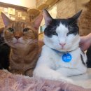 개와 집사의 시간 | 건대 고양이 카페 집사의하루 방문 후기! 건대 유기묘카페