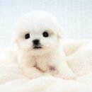 펫마트 강아지 논산점 | 논산강아지분양 뛰어났던 파라다이스펫