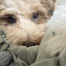 그리다 펫살롱 이미지