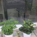 헤나미용실 | ​[50대 헤나염색] "붉은 기 돌까 봐 걱정하셨나요?" 새치적은 모발의자연스러운천연헤나염색+ 미디움...