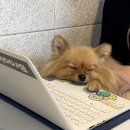 코스모(COSMO) 이미지