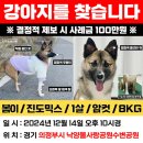 의정부 낙양물사랑공원 강아지 봄이 실종 이미지