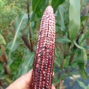 블랙베리 옥수수 이미지