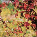 완도 주도 상록수림 이미지