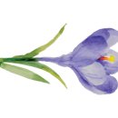 가평금잔디 이미지