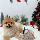 라이펙스 이미지