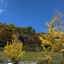 제이피대한글로벌(주) | 서울 근교 단풍 명소 추천, 외대 글로벌캠퍼스 명수당 주말 다녀온 후기(주차,포토스팟 추천)