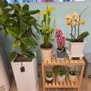 다온 죽 이미지