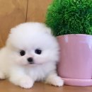 러브독애견카페 이미지