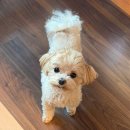 하누마을 | 양산 소토 한우/ 개별 방갈로가 있고 생일상을 차려주는, 하누마을 방갈로 재방문 후기 (애견동반 가능)