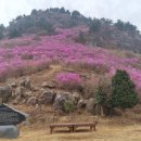 진달래 경남일보