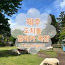 신화목장 | [제주] 아이와가볼만한곳 / 도치돌 알파카 목장 🦙 / 신화월드 근처 동물 먹이주기 체험 대만족 후기!