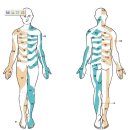 최신 dermatome(2008년 review논문에 의한) 이미지