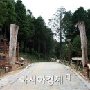 장흥편백