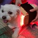 라파동물병원 이미지