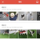 마이댕댕스쿨 | 레오 유치원 일상 :: 마이댕댕스쿨 첫 등원후기
