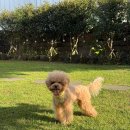 제주 조천 애견동반숙소 추천, 스테이도노 3박 후기