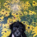 드림독 강아지분양 안심분양센터 김포점 이미지