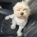 도그레잇 | 울산_실버테일&amp;도그레잇