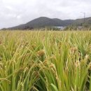 쌀과보리 이미지