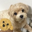 똥강아지 수제간식 | 창원 강아지 수제케이크맛집, 생일 케이크는 여기! 댕냥이점빵 후기