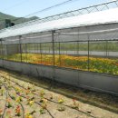 남연허브 이미지