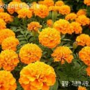 메리골드 이미지