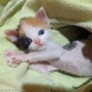 베스트고양이병원 이미지