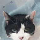 더힐링동물병원 이미지