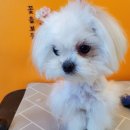 커몽커몽펫 이미지