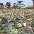 대정농업협동조합 농산물산지유통센터 이미지