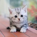 플러스동물병원 이미지