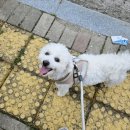온마음동물병원 | 광주 수완지구 동물병원 치유 반려견 건강검진 후기