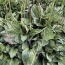 질경이우리옷 이미지