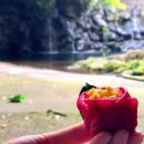 비바리올