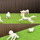 하이뭉치 유치원 이미지