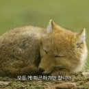수보쌈