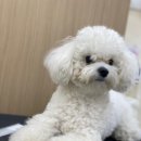 코지아지 이미지