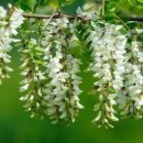 옹기사랑 꽃사랑 이미지