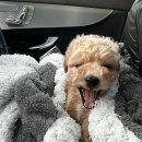 해피올동물병원 이미지