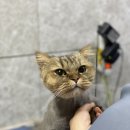 개. 이쁜날 이미지