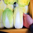 세일~ 항암 쌈배추, 섬초 시금치, 돌미나리 이미지