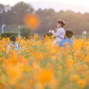 천일홍축제 이미지