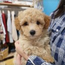 버디독 고양이분양 강아지분양 안심분양센터 인천점 이미지