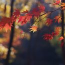 구갈레스피아(어린이놀이터) 이미지